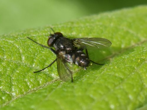 Pouting Woodlouse-fly, Groesbeek, Nederland, photo 7 of 10