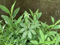 Paris polyphylla chinensis