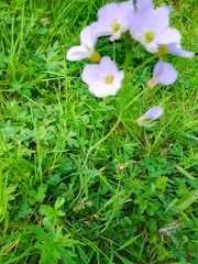 Cardamine pratensis