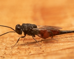 Phasgonophora sulcata