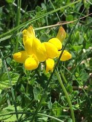Lotus corniculatus