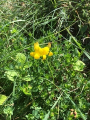 Lotus corniculatus