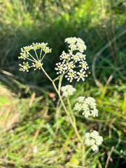 Pimpinella caffra