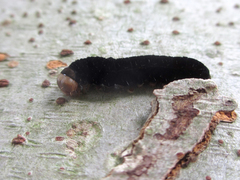 Eupsilia quadrilinea