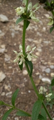 Stachys recta recta