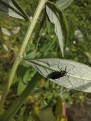 Polemius denticornis