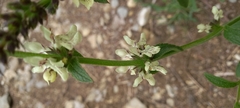 Stachys recta recta
