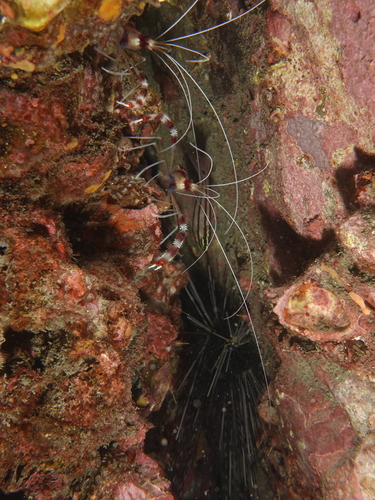 Banded Coral Shrimp, 대한민국 제주특별자치도 서귀포시 서귀동, photo 9 of 10