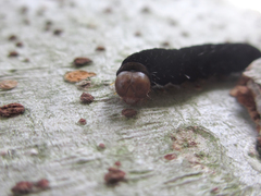 Eupsilia quadrilinea