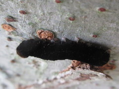 Eupsilia quadrilinea