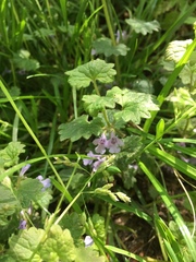 Glechoma hederacea