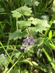 Glechoma hederacea