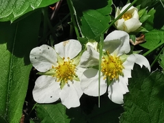 Rosa arvensis