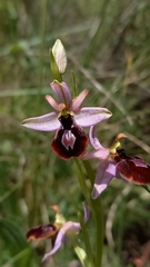 Ophrys bertolonii
