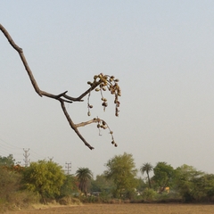 Lannea coromandelica