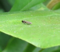 Anacampsis levipedella