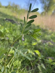 Vicia lathyroides