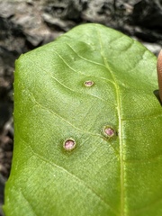 Phylloxera foveola