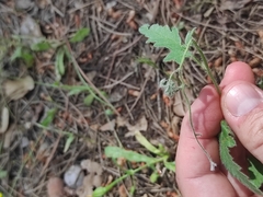 Convolvulus althaeoides