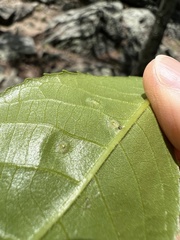 Phylloxera foveola