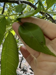 Phylloxera foveola