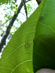 Phylloxera foveola