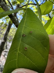 Phylloxera foveola