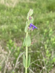 Scutellaria parvula australis