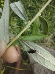 Polemius denticornis