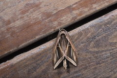 Tarsolepis fulgurifera