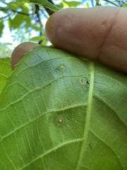 Phylloxera foveola