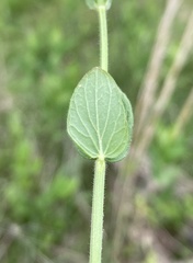 Scutellaria parvula australis