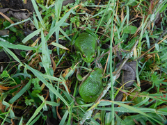 Gastrotheca riobambae