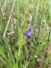 Scutellaria parvula australis