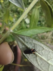 Polemius denticornis