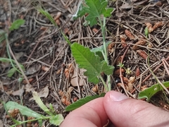 Convolvulus althaeoides