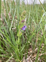 Scutellaria parvula australis
