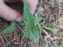 Convolvulus althaeoides