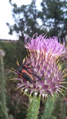 Purpuricenus kaehleri