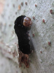 Eupsilia quadrilinea