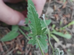 Convolvulus althaeoides