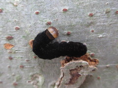 Eupsilia quadrilinea