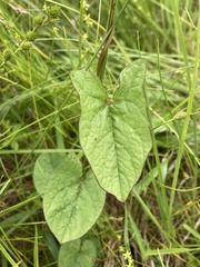 Calystegia sepium angulata