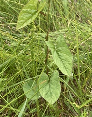 Calystegia sepium angulata