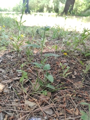 Convolvulus althaeoides