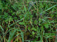 Gastrotheca riobambae