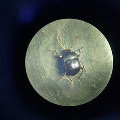 Accanthopus velikensis