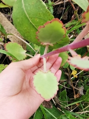 Kalanchoe laxiflora