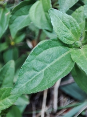 Synedrella nodiflora image