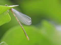 Coenagrion puella
